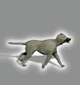 Here doggy